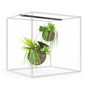 Hanging Plant Hanging Plant