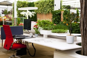 Green Office Plants