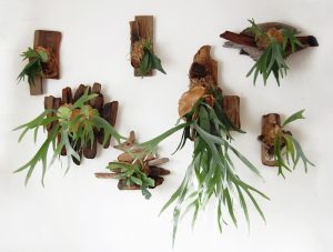 Plants-Blog-Lightbox-Image-Staghorn-Fern-on-the-Wall-1000x-755 Staghorn Ferns on White Wall