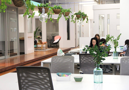 Plants-in-Office-Desk plants on office desk